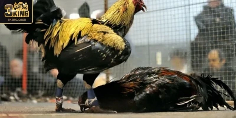 Các loại kèo cược tại Đá Gà WCF888 uy tín 2025