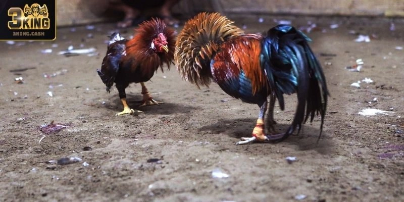 Loại hình Philippines hấp dẫn