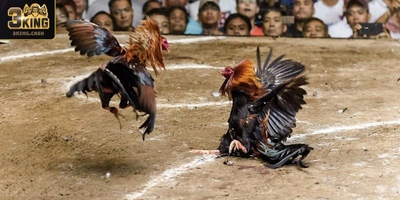 Loại hình đá gà truyền thống