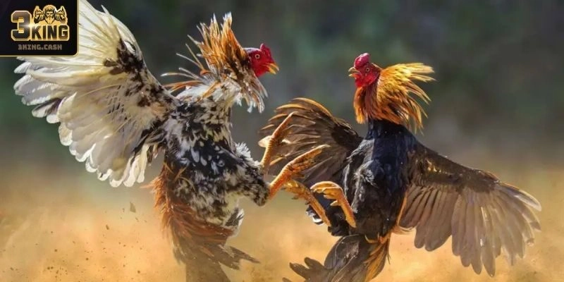 Thông tin về sảnh Đá Gà WS168 3KING